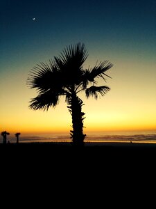 Beach palm trees sea photo