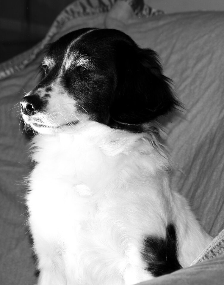 Fur hybrid small dog