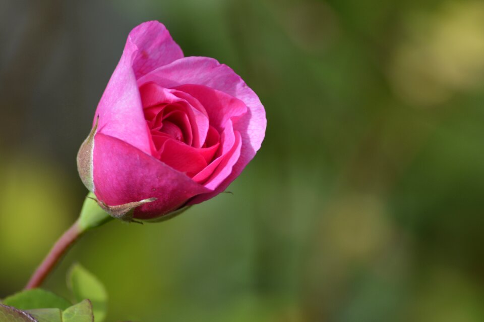 Flower wedding romantic