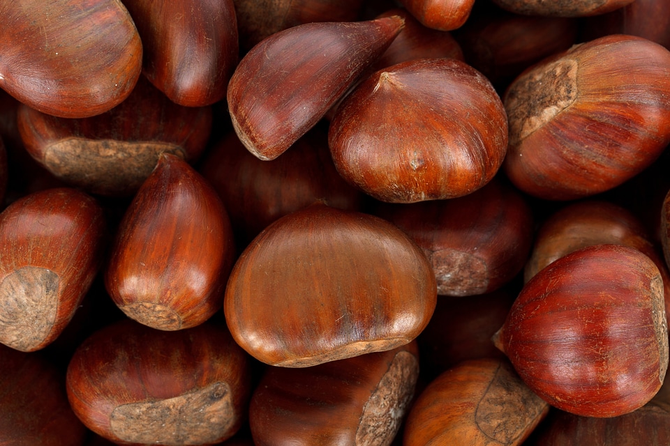 Chestnut fall food