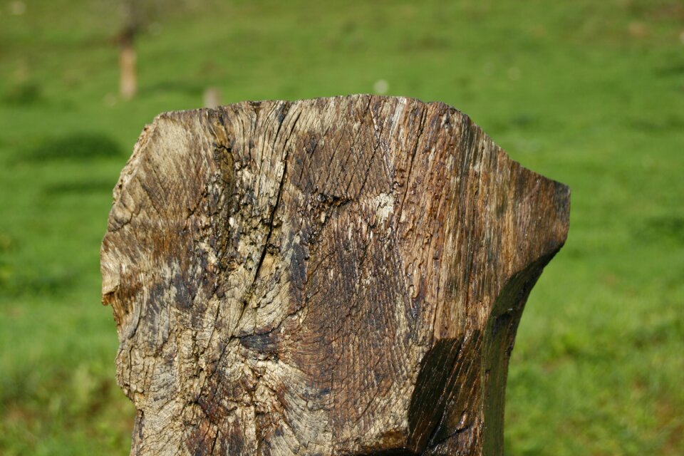 Field green wood
