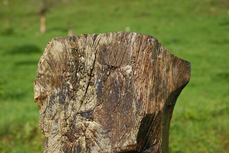 Field green wood