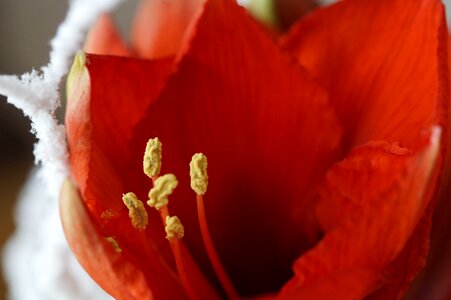 Close up amaryllis plant botany photo