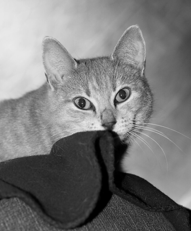 Cute cat cat's eyes mieze