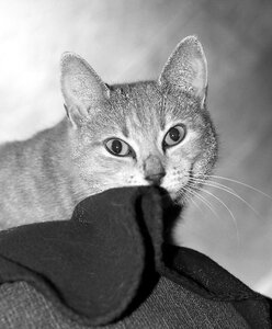 Cute cat cat's eyes mieze