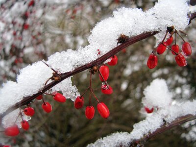 Red white wintry photo