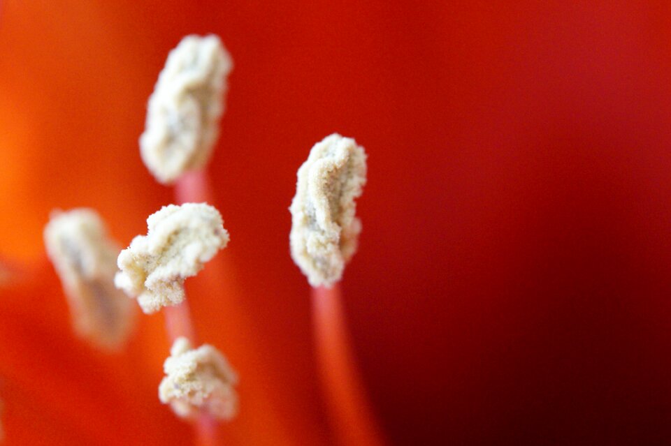 Flower macro blossom