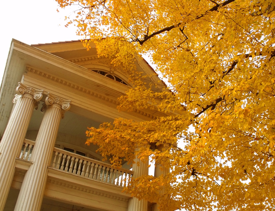 Yellow leaves tree