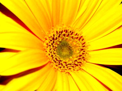 Garden yellow flower sunflower photo