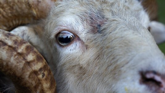 Livestock close-up photo