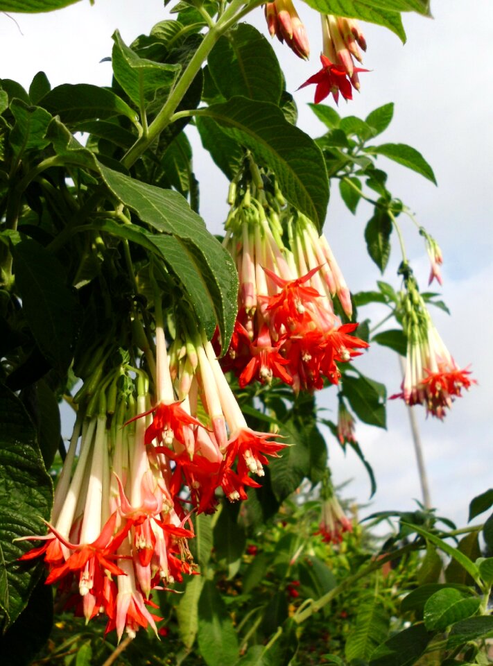 Container plant ornamental plant plant