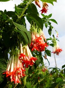 Container plant ornamental plant plant