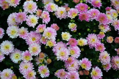 Spring plant white photo