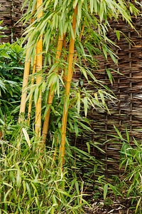 Branch garden green