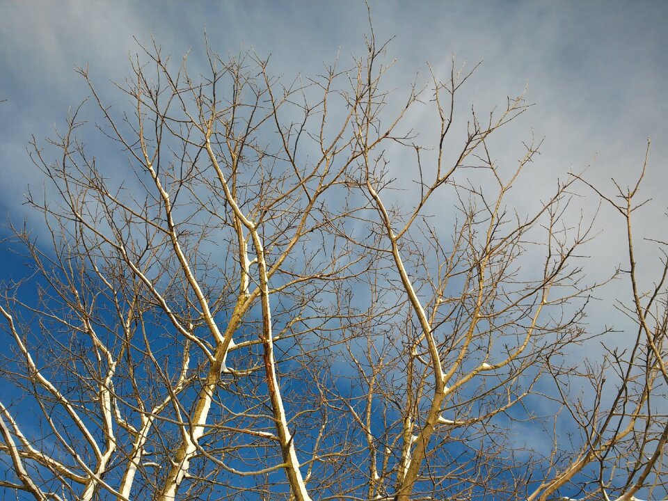 Tree kahl bare tree