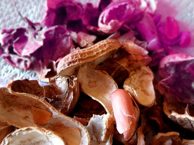 Walnuts texture dried fruit