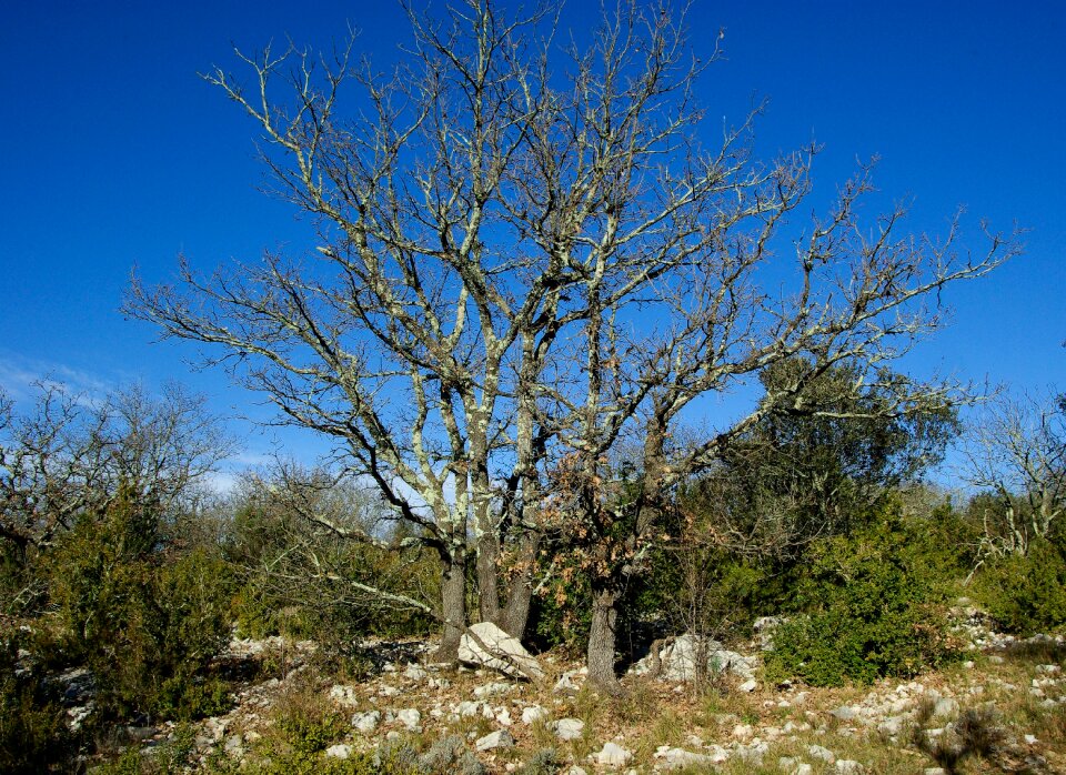 Oak scrubland boxwood