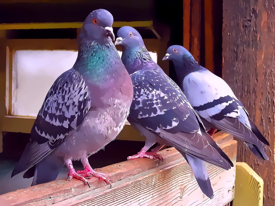 Pigeons pigeon operation