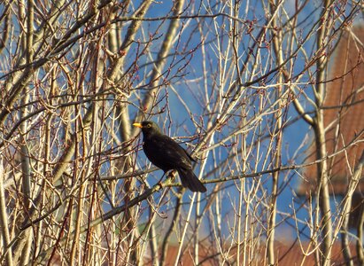 Bird winter songbird