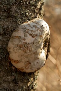 Kääpä mushroom birch