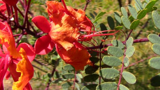 Nature plant
