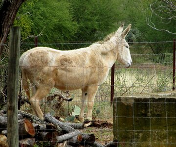 Old white nature