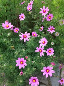 Nature cosmos green universe