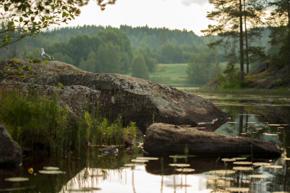 Finnish summer nature