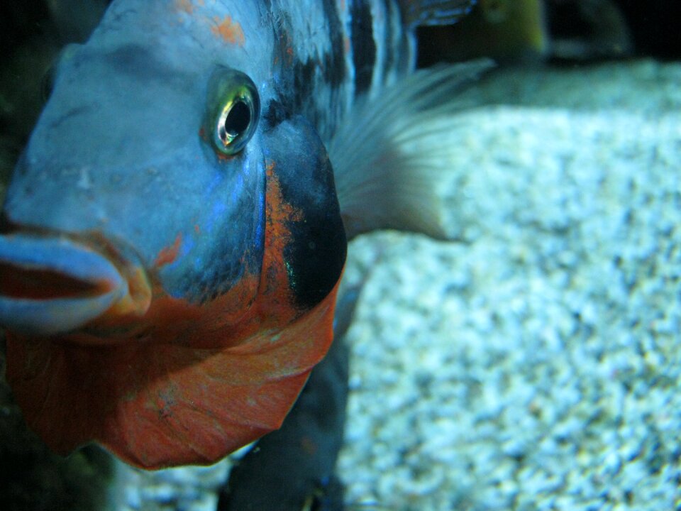 Fish water animal