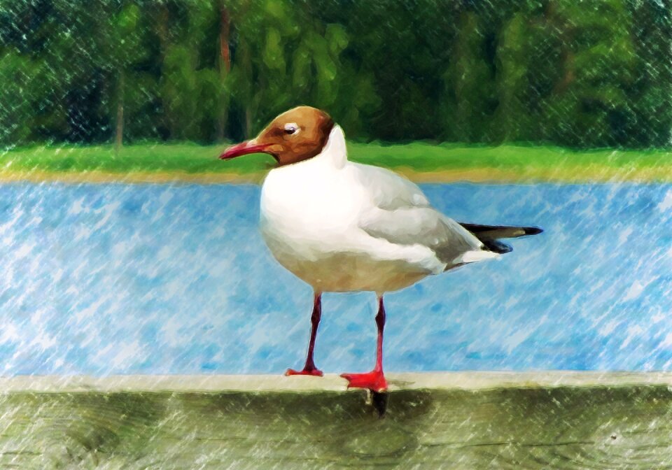 Drawing seabird still