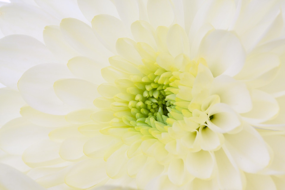 Bloom blossom close-up