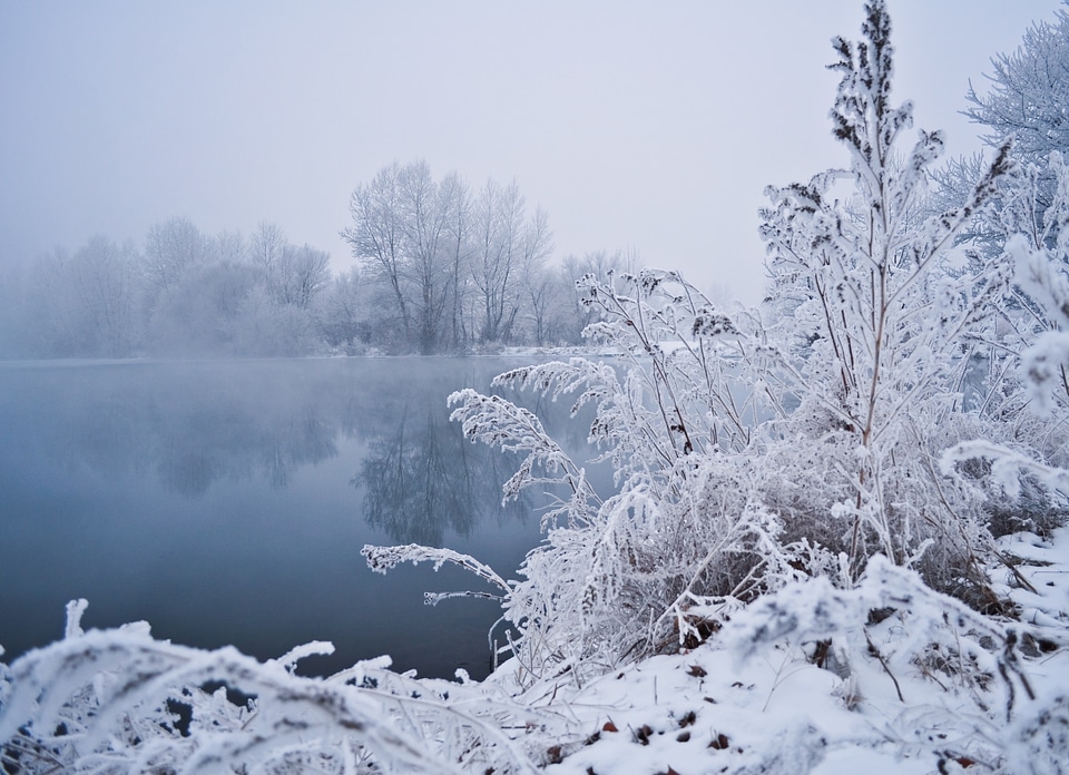 Snow vegetation frost