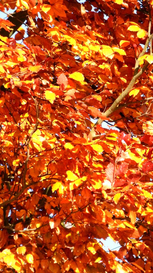 Yellow fall color leaves in the autumn photo