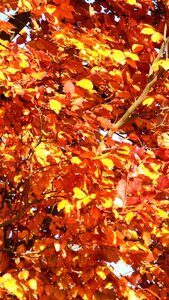 Yellow fall color leaves in the autumn