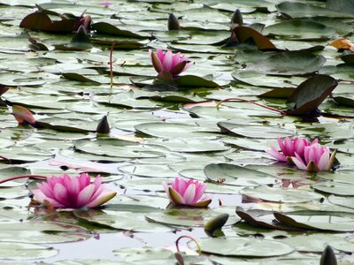 Aquatic damp pond photo