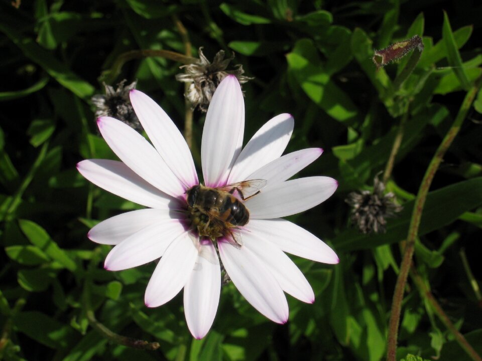 Blossom bloom insect photo