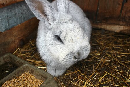 Rabbit ears gray
