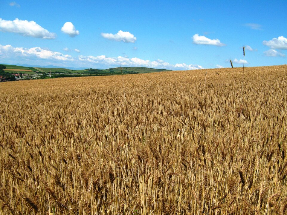 Ludus 2012 agriculture
