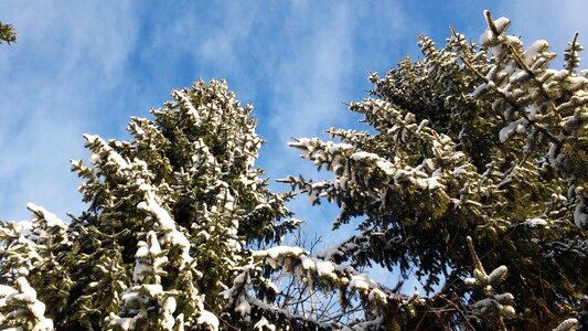 Trees conifers snow