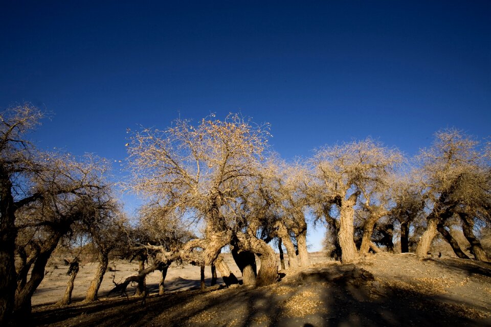 Populus winter desert
