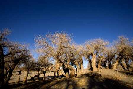 Populus winter desert