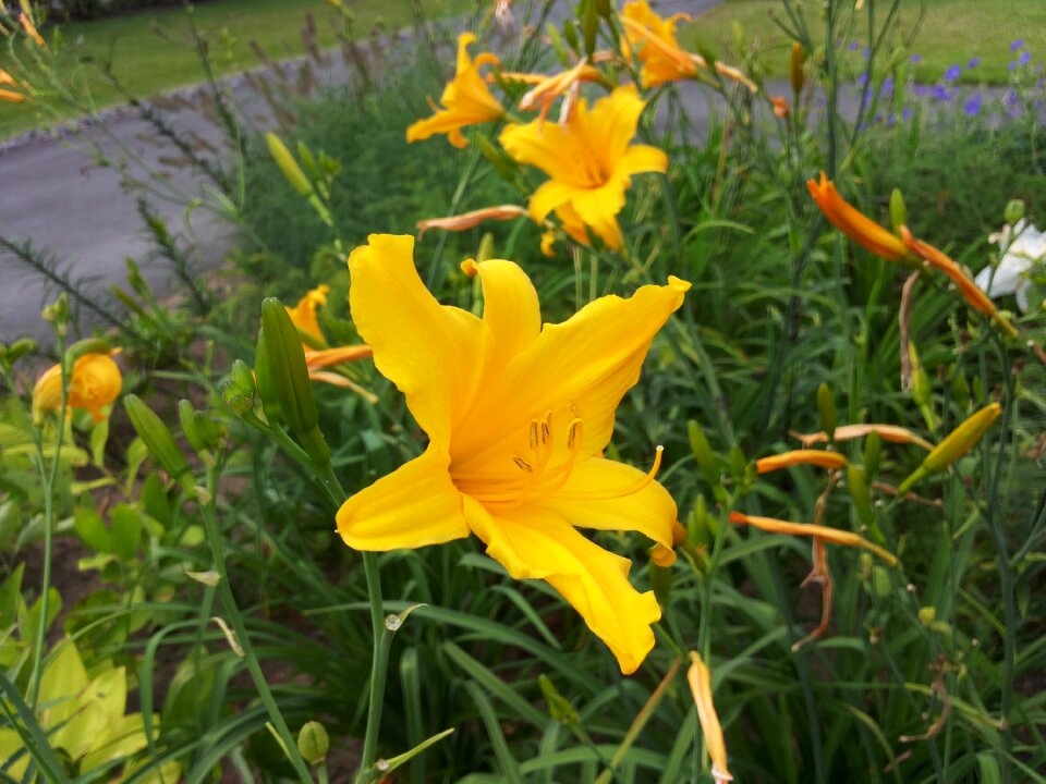 Bloom flower garden