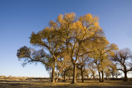 Poplar west wilderness