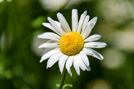 Closeup petal bloom