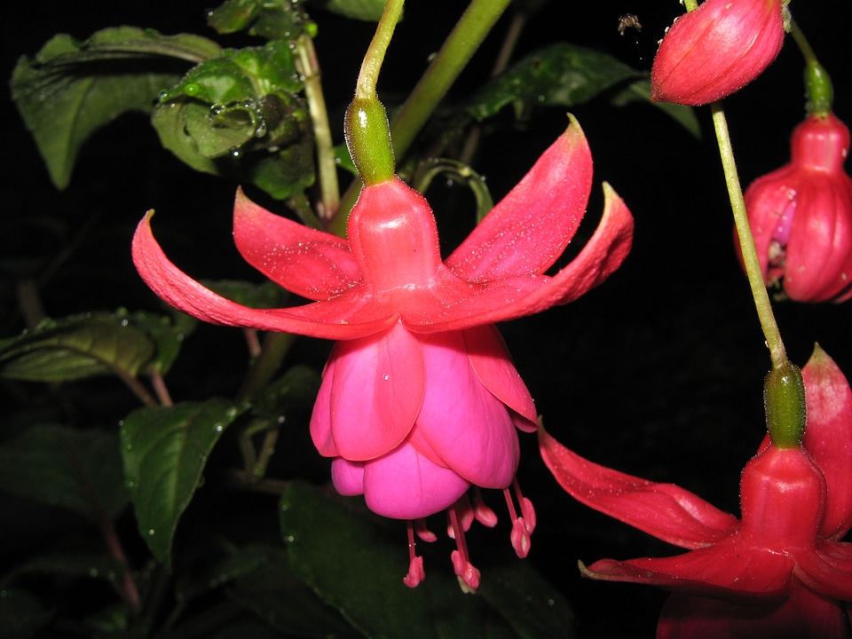 Floral blossom petal