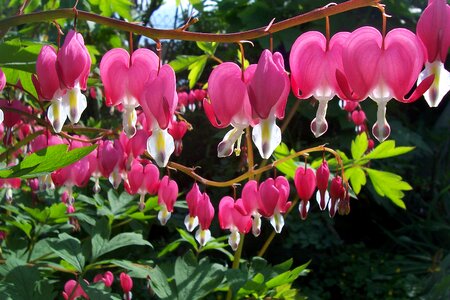 Blossom bloom ornamental plant photo