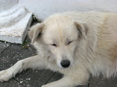 Animals dogs pets