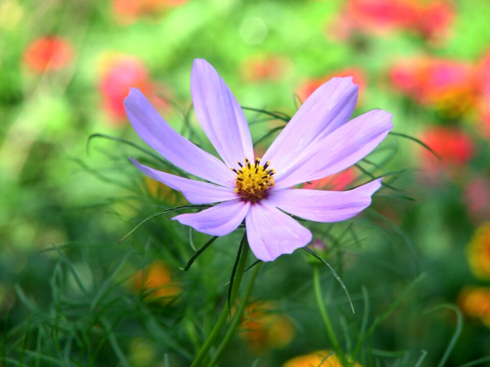 Floral flora summer