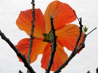 Blossom bloom nature