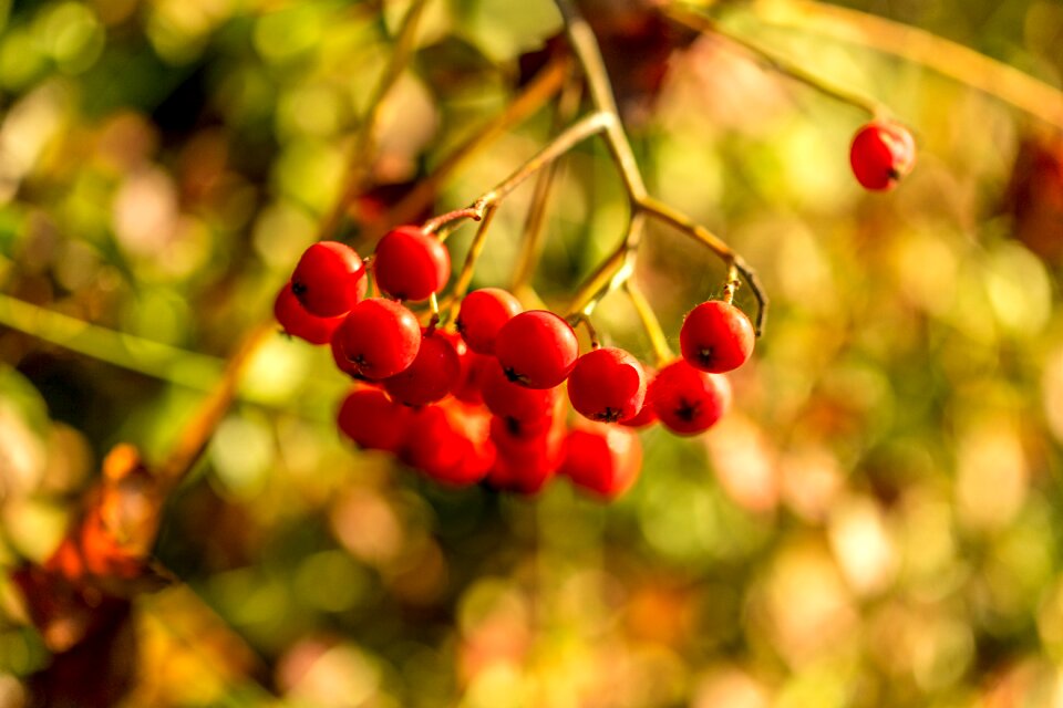 Red berry autumn berry clusters